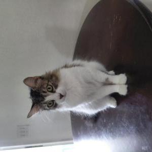 Lost 2 Sweetie (Florida)