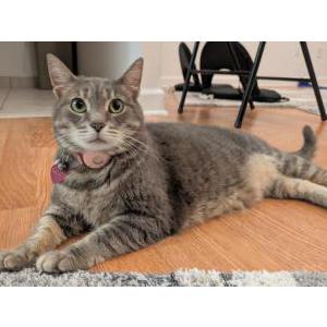 Image of LIZZY, Lost Cat