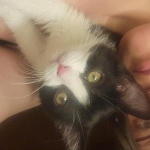Image of Kitty, Lost Cat