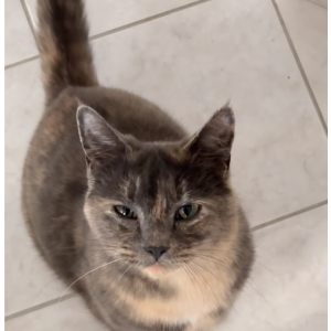 Image of Beauty, Lost Cat