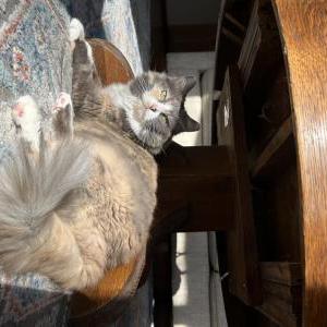 Image of Queen Amber, Lost Cat
