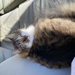 Image of Willie, Lost Cat