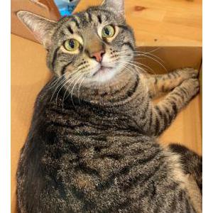Image of Smokey, Lost Cat