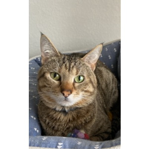 Image of tigre, Lost Cat