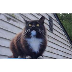 Image of Potato, Lost Cat