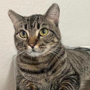 Image of Luna, Lost Cat