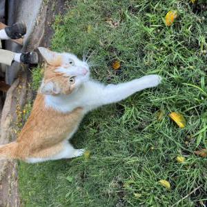 Image of Unknown, Found Cat