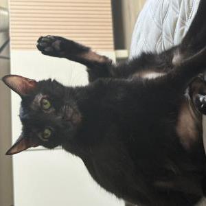Image of Qiqi, Lost Cat
