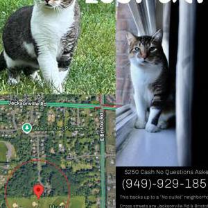 Image of Enzo, Lost Cat
