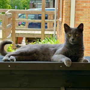 Found Cat Unknown