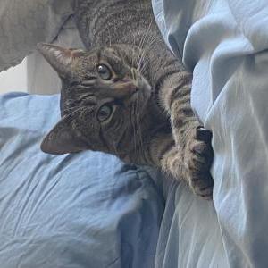 Image of Minnie, Lost Cat