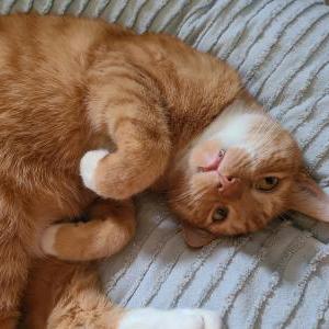Image of Charlie, Lost Cat