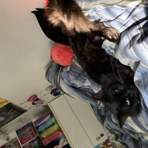 Image of Ash, Lost Cat