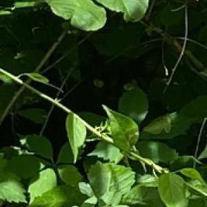 Image of Unknown, Found Cat