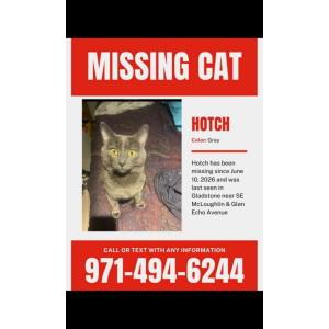 Image of Hotch, Lost Cat