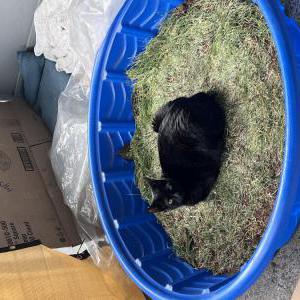 Image of Juna, Lost Cat