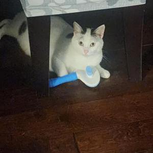 Image of Evie, Lost Cat