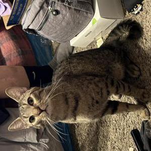 Image of Unknown, Found Cat
