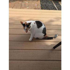 Lost 2 Cagney (Oregon)