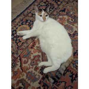 2nd Image of Cagney, Lost Cat