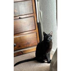 Lost 2 Binx (CA)