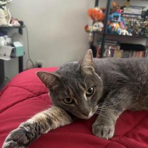 Image of Jingle, Lost Cat