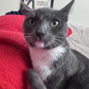 Image of Chloe, Lost Cat