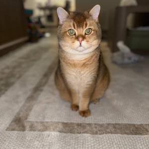 Lost 2 Tyler (Illinois)