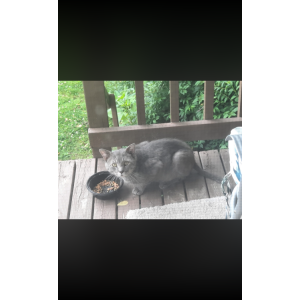 Found Cat Unknown