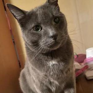 Image of Simon, Lost Cat