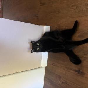 Image of Rouge, Lost Cat