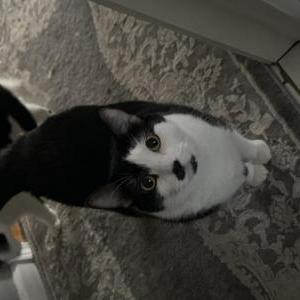 Image of Poppy, Lost Cat