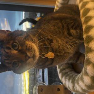 Image of Haku, Lost Cat