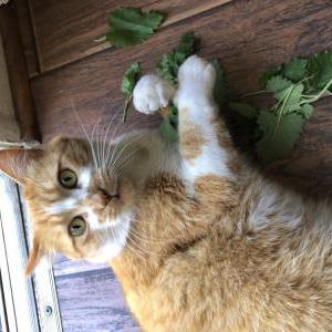 Image of Cheeba, Lost Cat