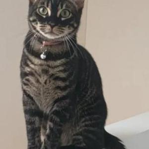 Image of Salsa, Lost Cat