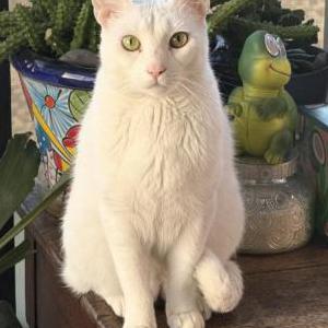 Image of Baby / Babies, Lost Cat