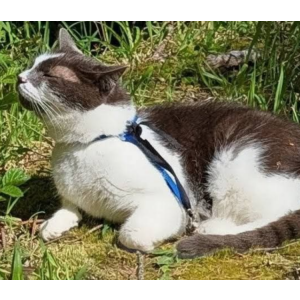 Image of Charlie, Lost Cat