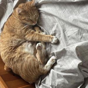 Image of Black Jack, Lost Cat