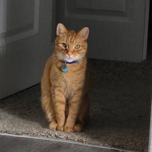 Lost 2 Buddy (FL)