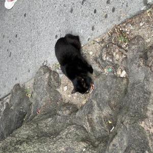 Image of Idk, Found Cat