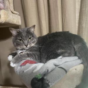 Lost 2 Zoey (Ohio)