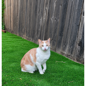 Image of Bonzo, Lost Cat