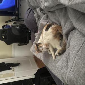 Image of Lyla, Lost Cat