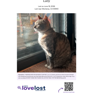 Image of Lucy & Bob, Lost Cat