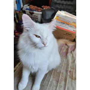 Image of Cotton, Lost Cat