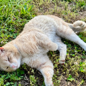 Image of Jamon, Lost Cat