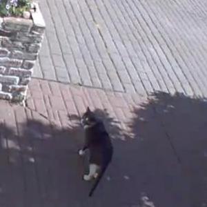 Image of Unknown, Found Cat
