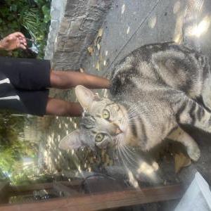 Image of Unsure, Found Cat