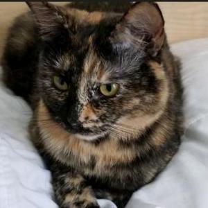 Image of Tula, Lost Cat