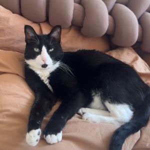 Image of Claudine, Lost Cat